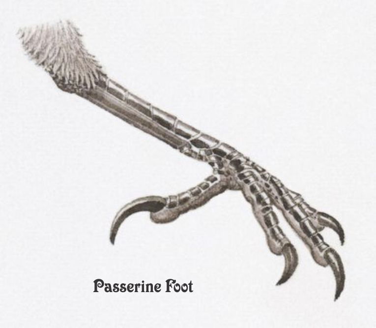 Picture of a passerine's foot